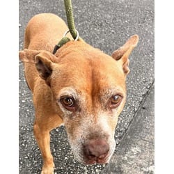 Photo of Kathy, adoptable senior Terrier (Unknown Type, Medium) in Doral, Florida