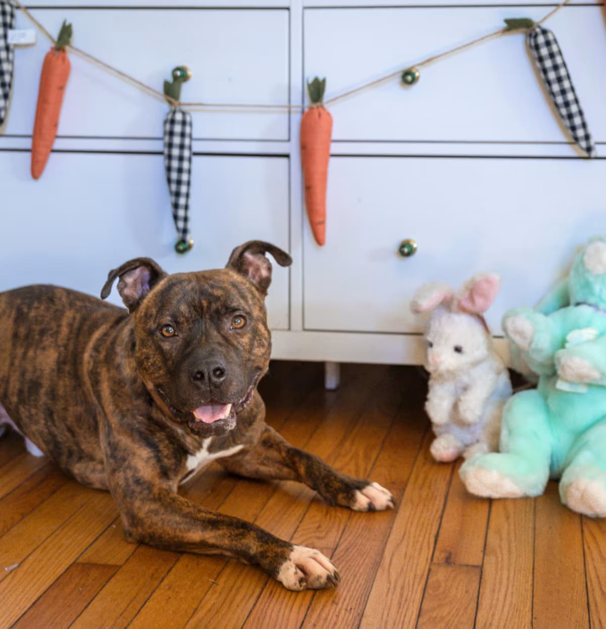 Photo of Twix, adoptable senior Boxer/Mixed Breed (Medium) in Washington, District of Columbia