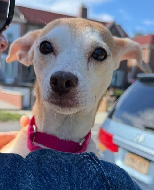 Photo of Darci (AL), adoptable senior Chihuahua in New York, New York