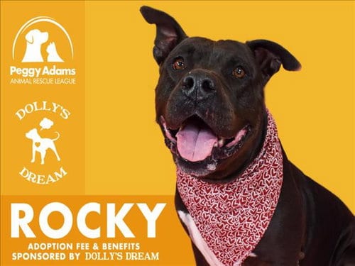Photo of Rocky, adoptable senior Pit Bull Terrier in West Palm Beach, Florida