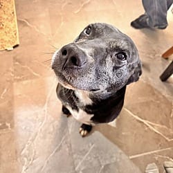 Photo of Fat Boy, adoptable senior Labrador Retriever in East Hartford, Connecticut