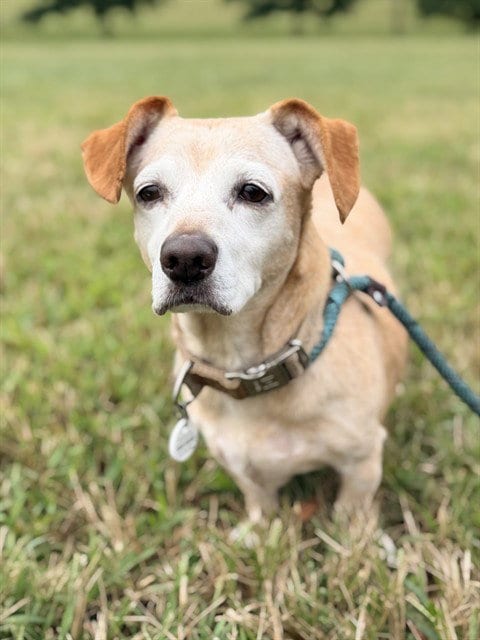 Photo of Rocky, adoptable senior Dachshund in Forestville, Maryland