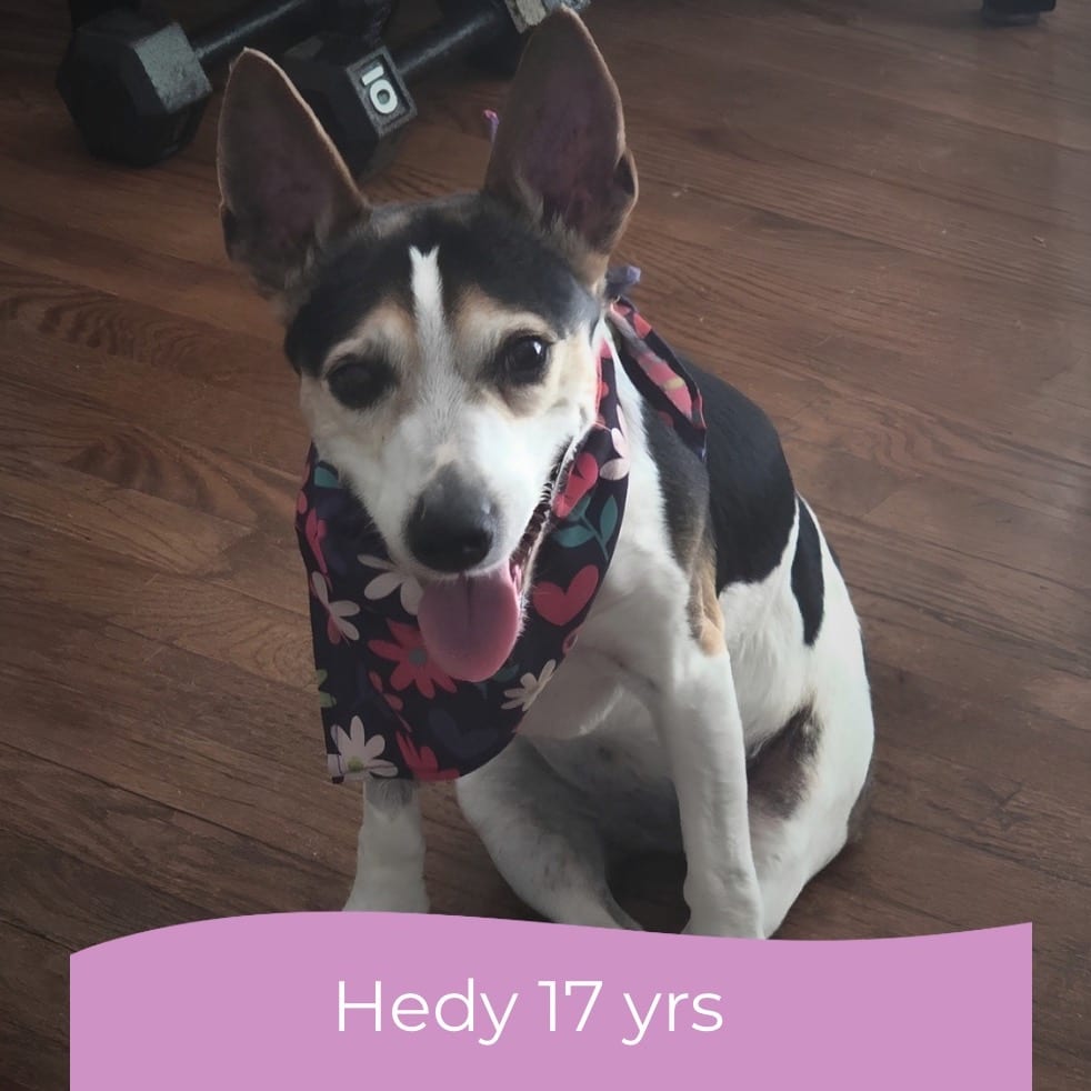Photo of Hedy (Peanut), adoptable senior Terrier, Rat in Maryland, Maryland