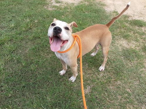 SCOOBY, adoptable senior Bulldog in Green Cove Springs, FL