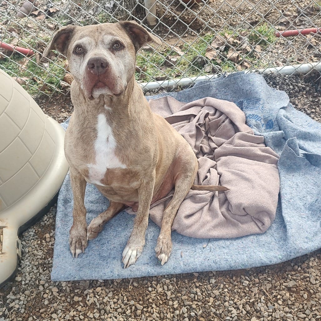 Photo of Ziggy, adoptable senior Terrier / Mix