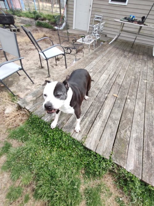 Photo of Miho, adoptable senior Pit Bull Terrier in Jackson Township, New Jersey