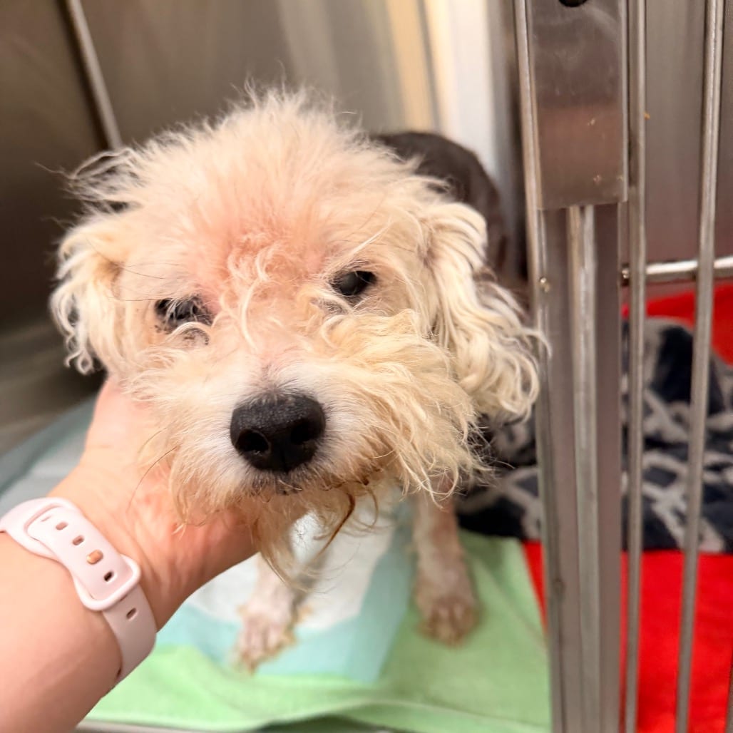 Photo of Pogo, adoptable senior Poodle, Miniature / Mix in Spartanburg, South Carolina