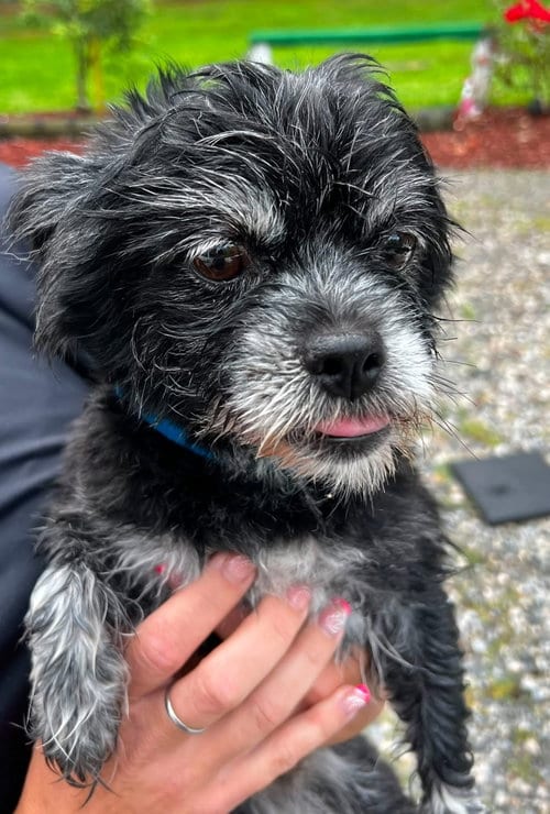 Photo of Chewy, adoptable senior Terrier in Berlin, Maryland