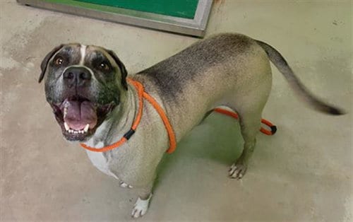 JERSEY, adoptable senior Mastiff in Green Cove Springs, FL