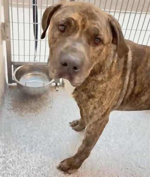 Photo of Rocco, adoptable senior Pit Bull Terrier in Houston, Texas