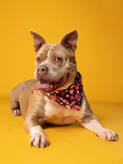Photo of Coral, adoptable senior dog in Atlanta, Georgia
