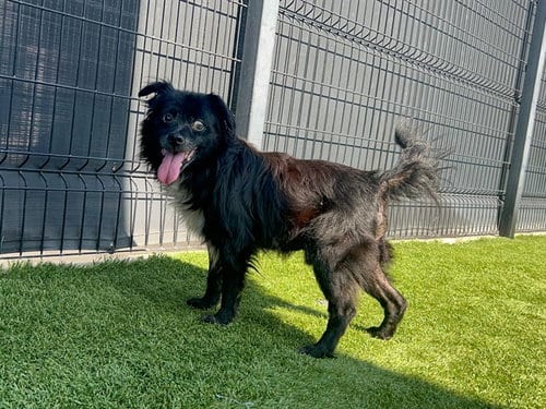 Photo of Sam, adoptable senior Pekingese in Orange, California