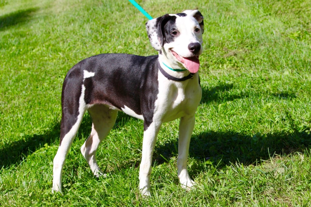 Photo of Harley (FKA Lucy), adoptable senior Mixed Breed in Brazil, Indiana