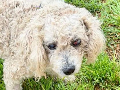 Photo of Roonie, adoptable senior dog in Georgetown, Texas