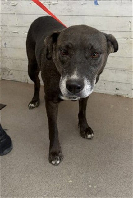 Photo of April, adoptable senior German Shepherd Dog in San Bernardino, California
