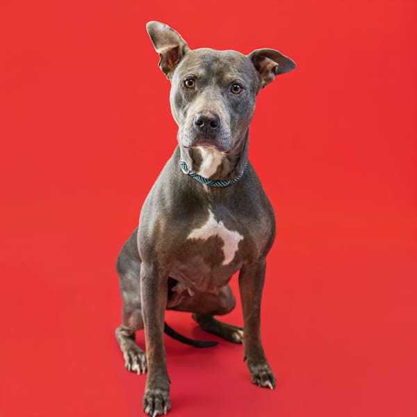Photo of Zelda, adoptable senior Pit Bull cross in Lawrenceville, Georgia