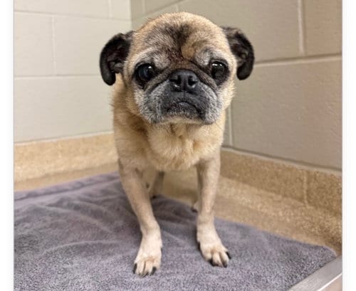 Photo of Johnny, adoptable senior Pug in Indianapolis, Indiana