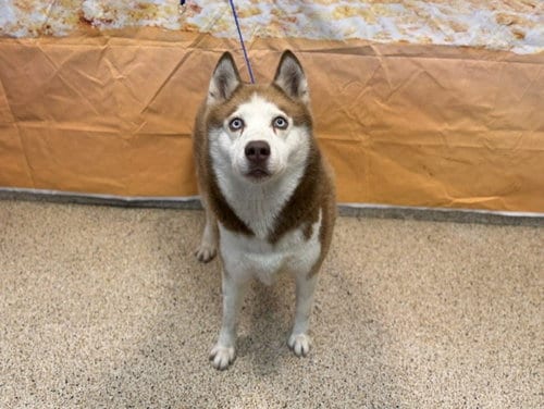 Photo of Jean Grey, adoptable senior Siberian Husky in Miami, Florida
