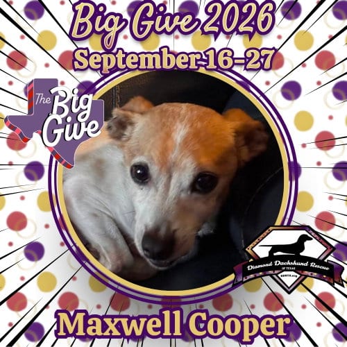 Photo of Maxwell Cooper, adoptable senior Dachshund in San Antonio, Texas