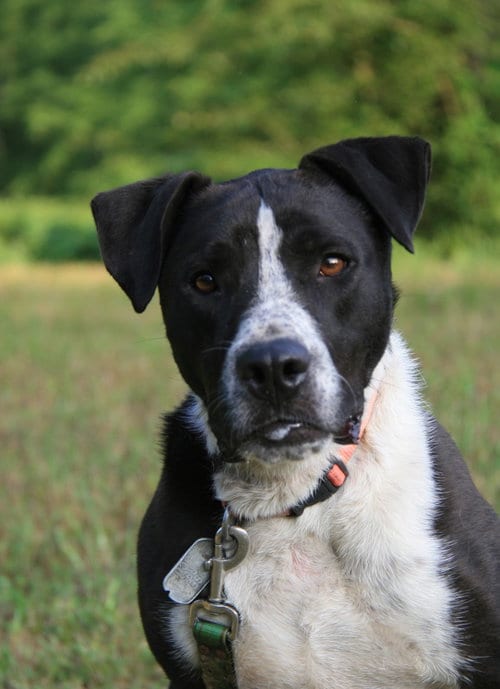 Photo of Oliver, adoptable senior Pointer in Attalka, Alabama