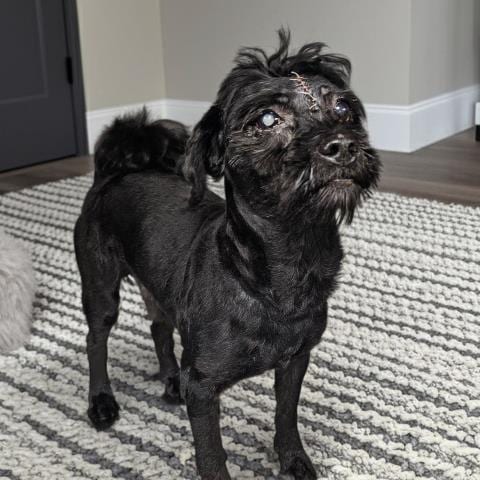Photo of CY, adoptable senior Shih Tzu in Clinton Township, Michigan