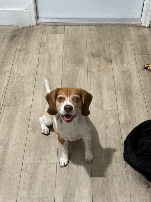 Photo of Royce, adoptable senior Beagle in Miami, Florida