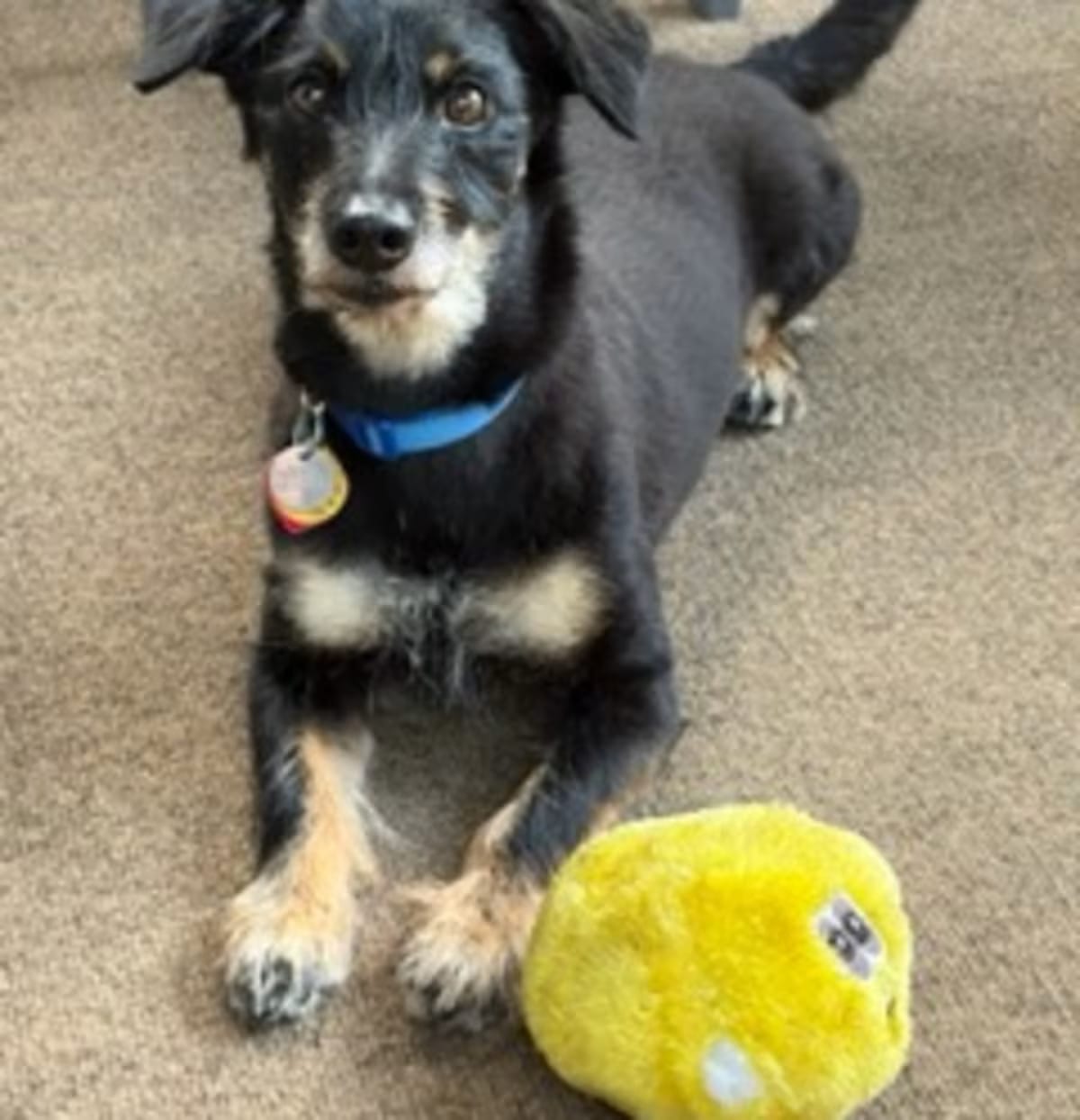 Photo of KD, adoptable senior Schnauzer (Miniature) Jack Russell Terrier in Irmo, South Carolina