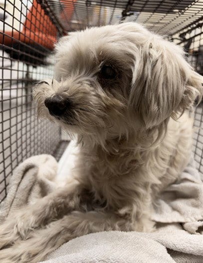 Photo of Pelucas, adoptable senior Yorkshire Terrier Yorkie in Los Angeles, California