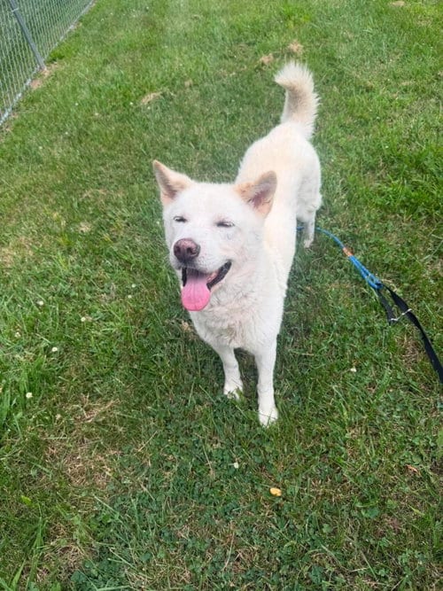 Photo of Happy, adoptable senior Jindo (Korean) in Front Royal, Virginia