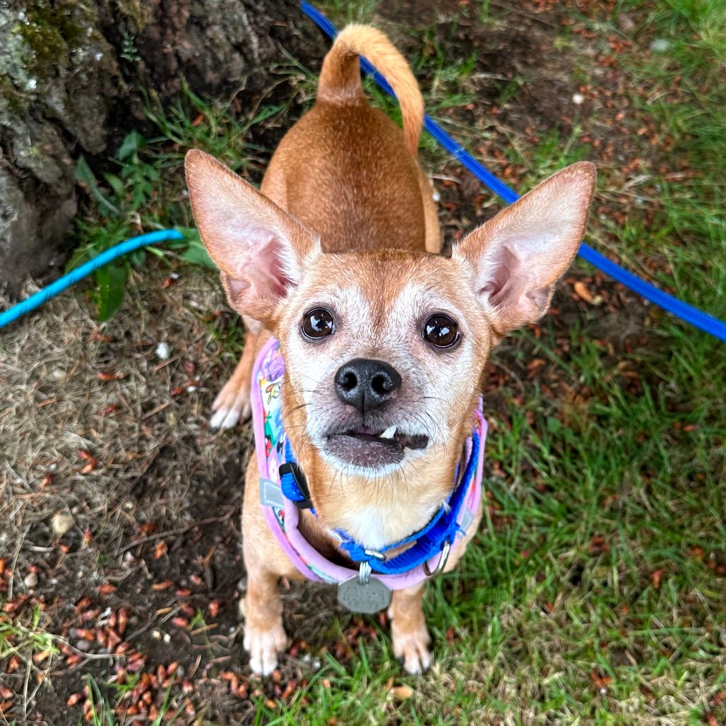 Photo of Chloe, adoptable senior Chihuahua / Pinscher, Miniature in Woodinville, Washington