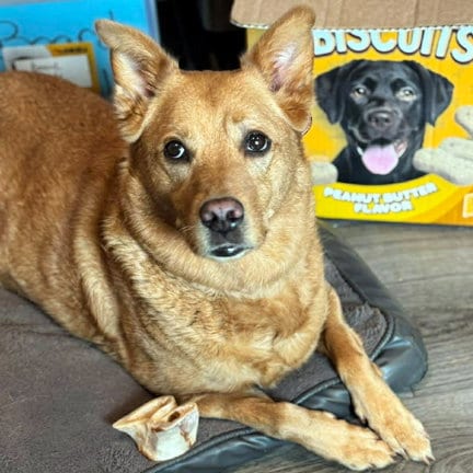 Photo of Cassie "Pot Cake", adoptable senior Golden Retriever in Milmay, New Jersey