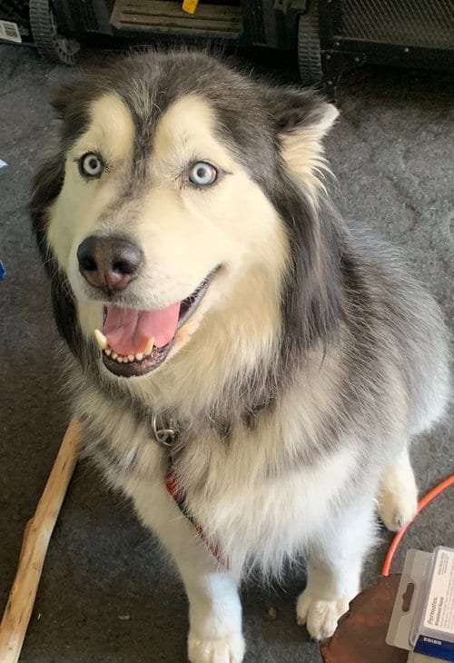Photo of Cato, adoptable senior Siberian Husky in Cedar Crest, New Mexico