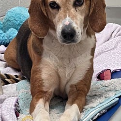 Photo of Holly / AC 27579 A, adoptable senior Foxhound in Greeneville, Tennessee