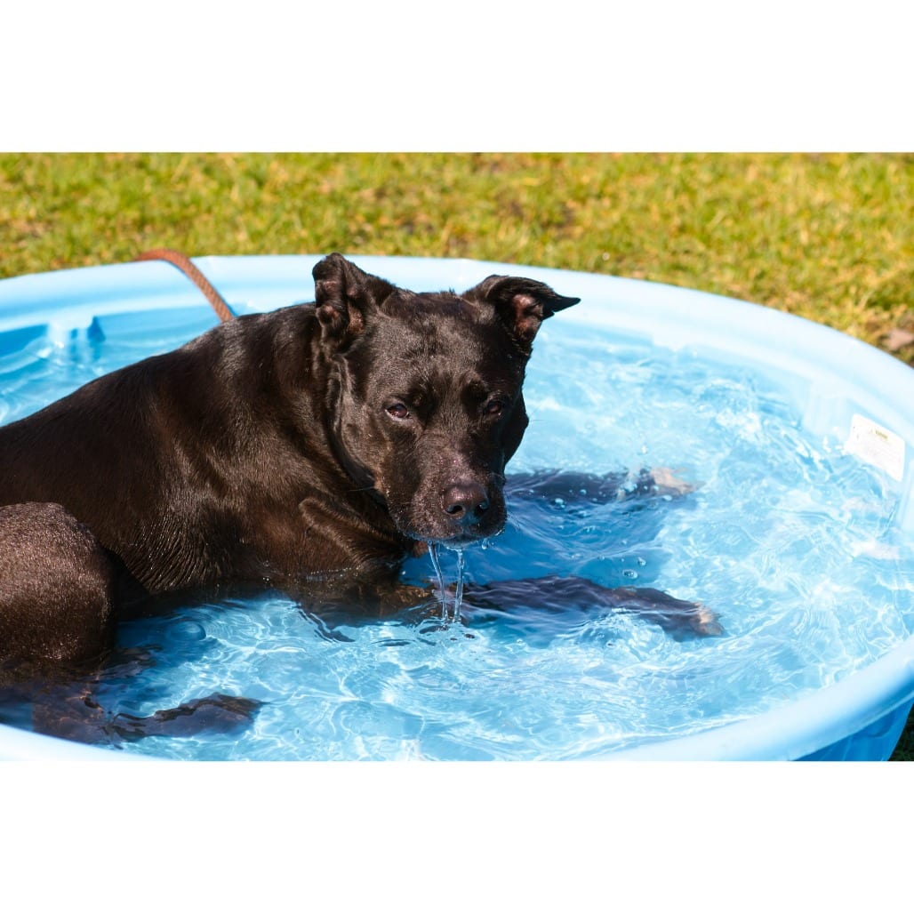 Photo of Penny, adoptable senior Retriever, Labrador / Terrier, Pit Bull in Hayden, Idaho