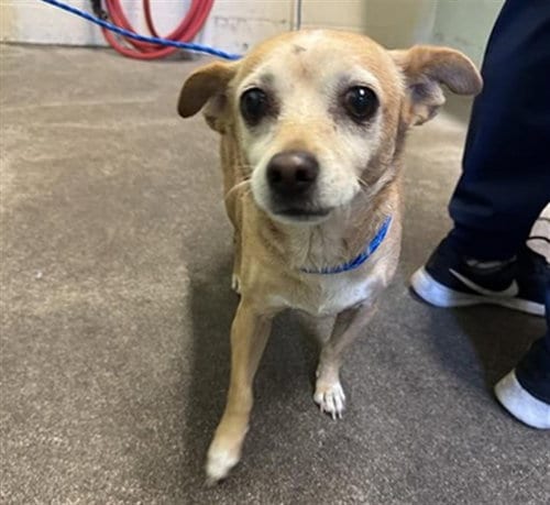 Photo of Mayo, adoptable senior Chihuahua in Sacramento, California