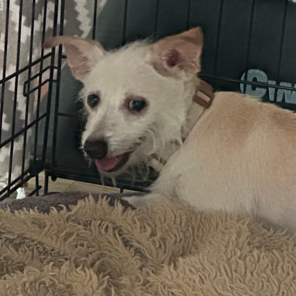 Photo of Rickie, adoptable senior Terrier / Mix in Oceanside, California