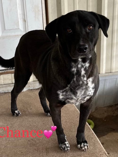 Chance, adoptable senior Labrador Retriever in Pipe Creek, TX