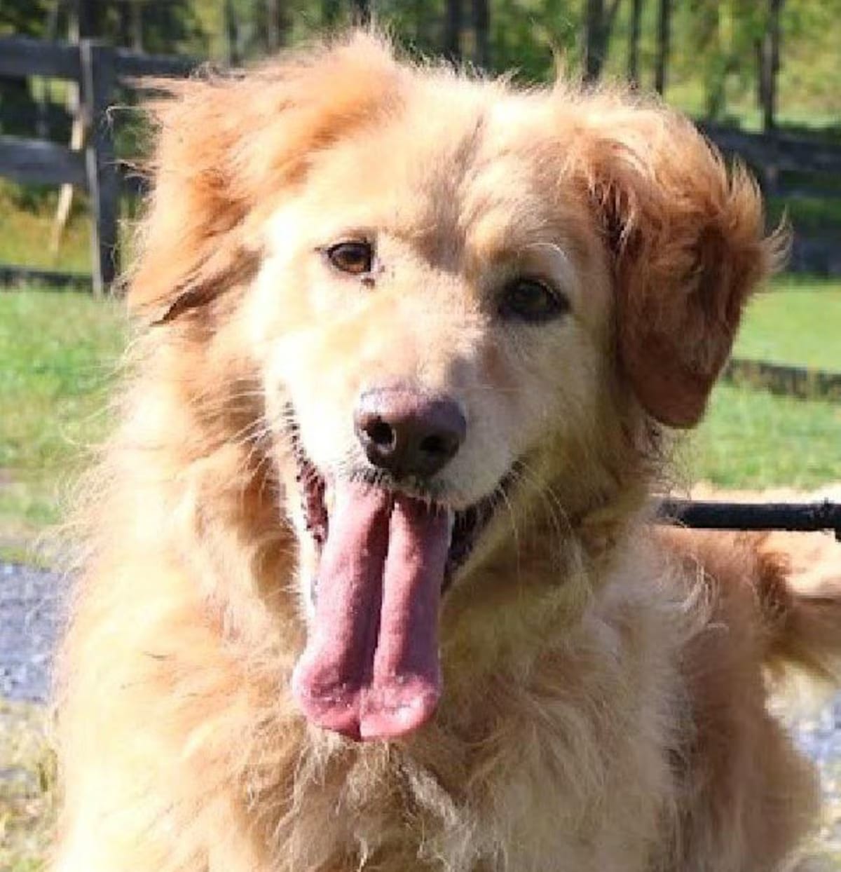 Photo of Sir Loki, adoptable senior Golden Retriever in New York, New York