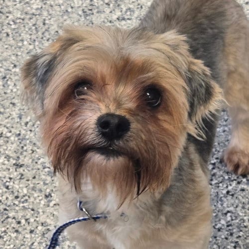 Photo of Gravy, adoptable senior Shih Tzu in Normal, Illinois