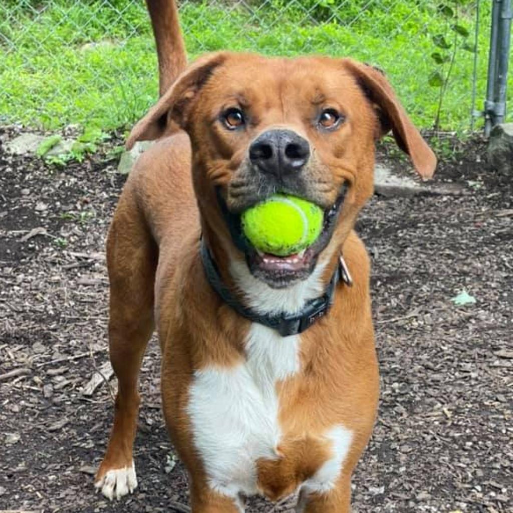 Photo of Squirt, adoptable senior Retriever, Labrador / Mountain Cur in Middletown, New York