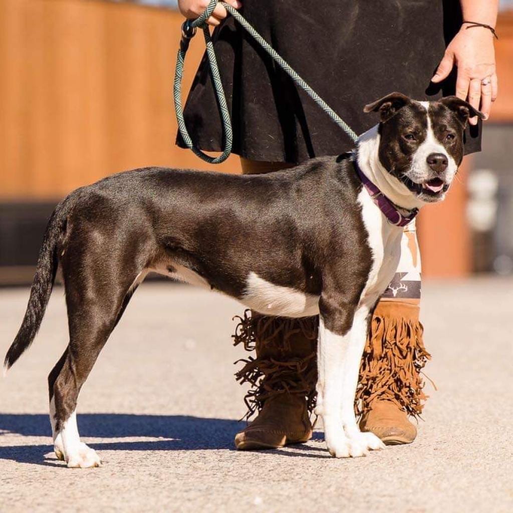 Photo of Electra, adoptable senior Terrier, Pit Bull / Husky in Weatherford, Texas