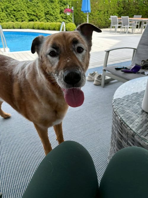DRAKO, adoptable senior Shepherd in Holbrook, NY