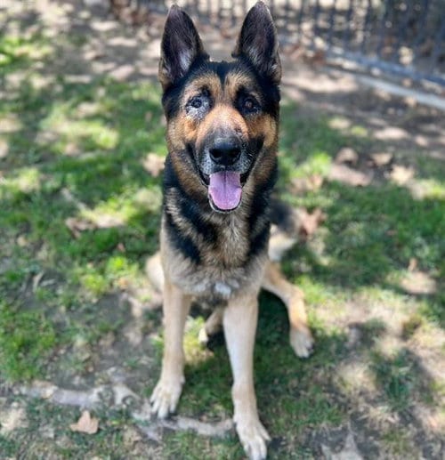 Photo of Draco, adoptable senior German Shepherd Dog in Riverside, California