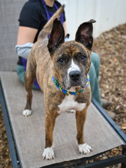 Photo of Adele, adoptable senior dog in Chamblee, Georgia