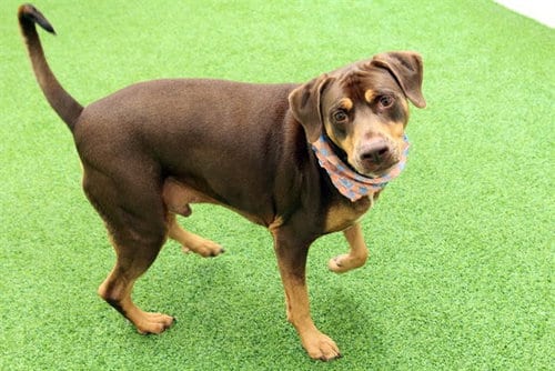 Photo of Max, adoptable senior Doberman Pinscher in Ft Lauderdale, Florida