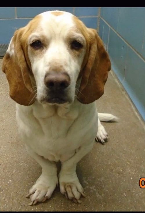 Archie, adoptable senior Basset Hound in Grapevine, TX