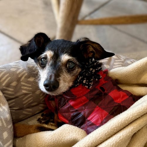 Photo of Isadora, adoptable senior Chihuahua in Fargo, North Dakota
