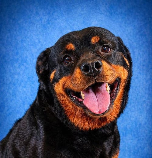 Photo of Callie, adoptable senior Rottweiler in Pearland, Texas