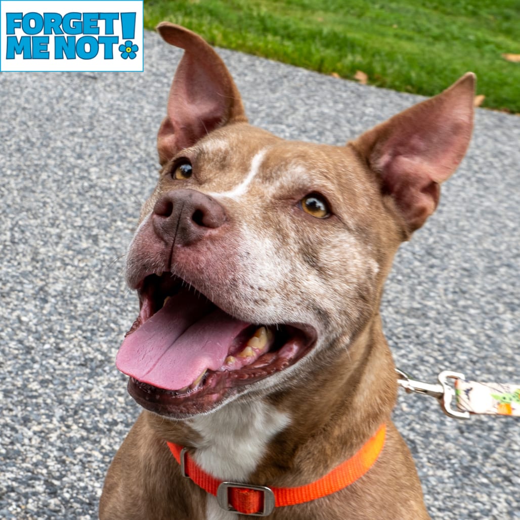 Photo of Red Rhonda, adoptable senior Terrier, American Pit Bull in Baltimore, Maryland