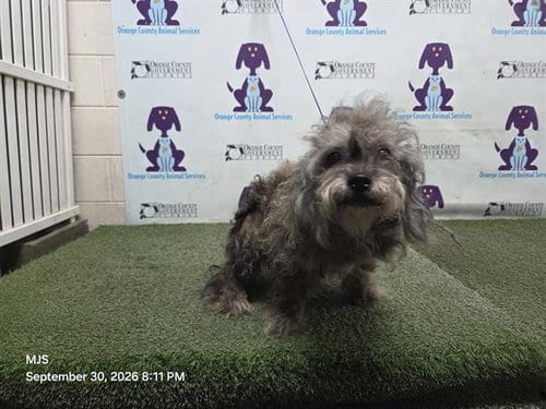 Photo of Lola, adoptable senior Poodle (Miniature) in Orlando, Florida